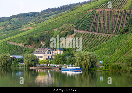 Germania. Vigneti sui ripidi pendii lungo il fiume Moselle vicino Kesten. Foto Stock