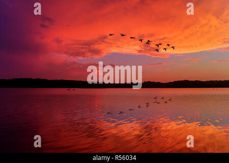 Incredibile Cielo di tramonto riflesso sul lago rilassante con oche canadesi Flying Overhead Foto Stock