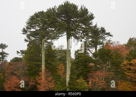 Araucania alberi (Araucaria araucana) in Conguillio parco nazionale nel sud del Cile Foto Stock