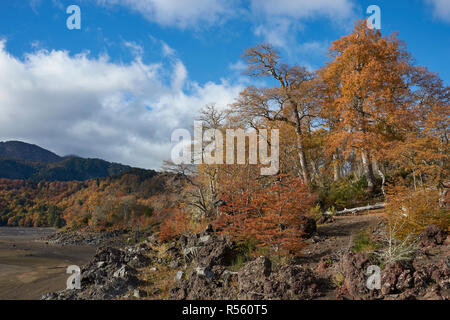 Conguillio parco nazionale nel sud del Cile. Lago di Lago Conguillio circondato da alberi d'autunno. Foto Stock