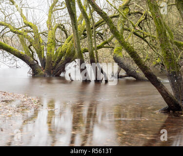 Bosco umido - utilizzando i filtri ND per sfocare l'acqua intorno alla base di questi alberi allagati Foto Stock
