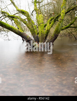 Bosco umido - utilizzando i filtri ND per sfocare l'acqua intorno alla base di questi alberi allagati Foto Stock