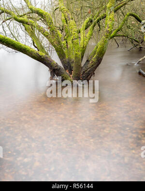 Bosco umido - utilizzando i filtri ND per sfocare l'acqua intorno alla base di questi alberi allagati Foto Stock