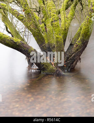 Bosco umido - utilizzando i filtri ND per sfocare l'acqua intorno alla base di questi alberi allagati Foto Stock