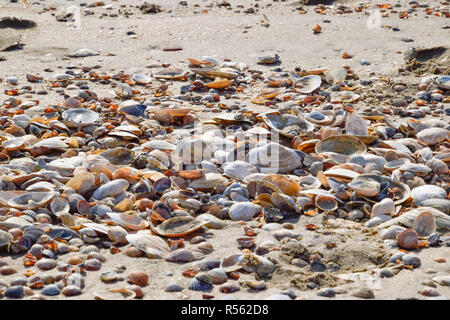 Conchiglie sulla spiaggia del mare di sabbia. Mare di sabbia costiera sulla spiaggia. Foto Stock