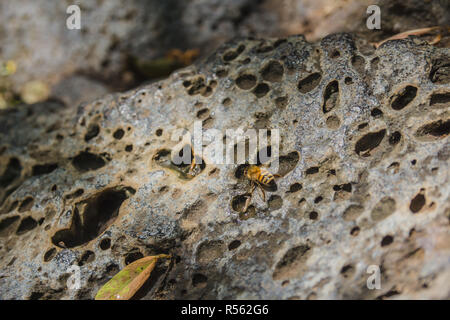 Bee acqua potabile da cadute su una roccia perforata Foto Stock