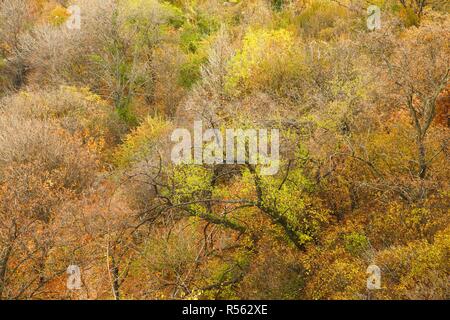 Autunno foglie di albero Foto Stock