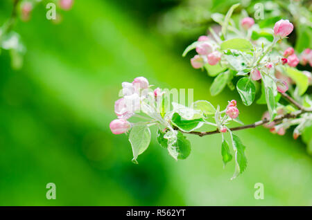 Un ramo di fioritura dei meli in primavera, close-up Foto Stock