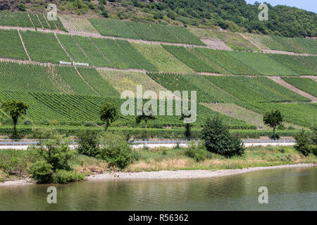 Germania. Vigneti sulle colline ripide lungo la Mosella vicino Müden. Foto Stock