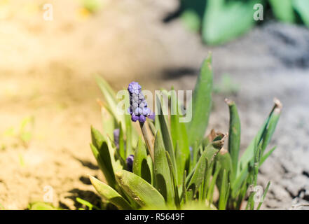 Piccolo fiore viola Foto Stock