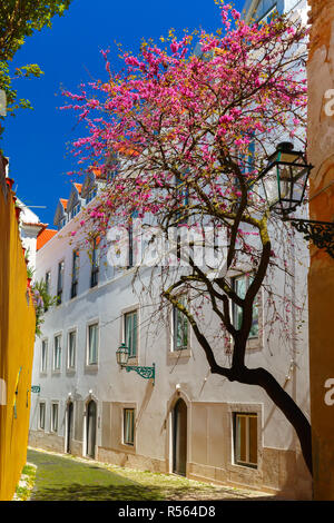 La molla tipica strada di Lisbona, Portogallo Foto Stock