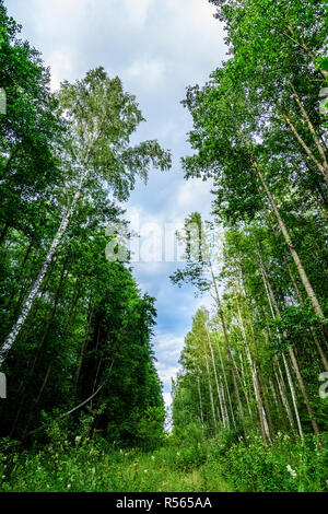 Radura striscia dividendo una foresta di Bialowieza National Park, Polonia. Foto Stock