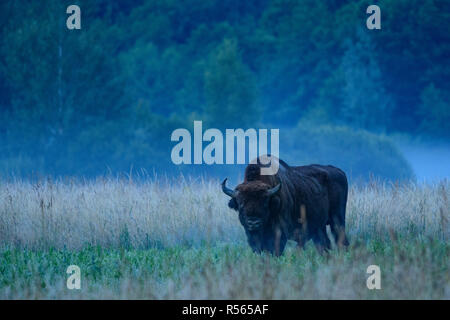 Il bisonte europeo (Bison bonasus) su un inizio di mattina d'estate in Bialowieza National Park, Polonia. Luglio, 2017. Foto Stock