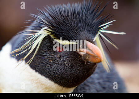 Southern pinguini saltaroccia mostra le loro piume distintivo in una colonia nidificazione a Westpoint Island nelle isole Falkland Foto Stock