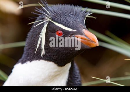 Southern pinguini saltaroccia mostra le loro piume distintivo in una colonia nidificazione a Westpoint Island nelle isole Falkland Foto Stock