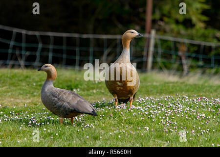 Una coppia di Ruddy capo-oche sono un sito comune circa la liquidazione di West Point Island nelle isole Falkland. Foto Stock