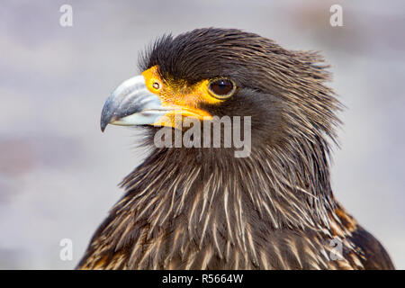 Caracara striato, o Johny Rook è un uccello che saluta turista all'arrivo a Isola di carcassa insediamento, Isole Falkland Foto Stock