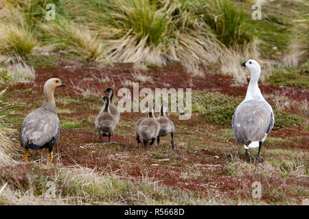 Una coppia di oche montane con pulcini sull isola di carcassa nelle isole Falkland. Foto Stock