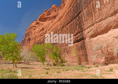 Pioppi neri americani di alberi in un canyon verdeggiante Foto Stock