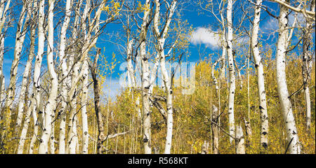 Le foglie che cadono biancastro abbaiato Tree Forest Foto Stock