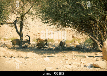 Ibex Nubiano in Ein Gedi (Nahal Arugot) presso il Mar Morto, Israele Foto Stock