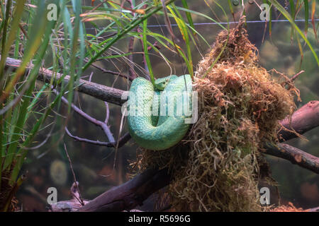 Side-striped palm rattlesnakes (bothriechis lateralis), lo Zoo di San Diego, il Balboa Park, California, Stati Uniti. Foto Stock