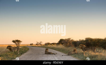 Lion pronto per la caccia nel evenining Foto Stock