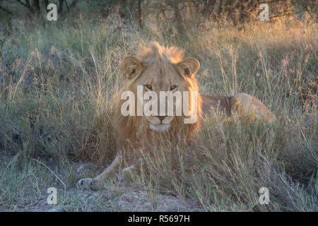 Lion pronto per la caccia nel evenining Foto Stock