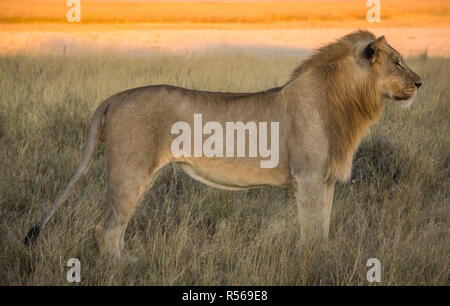 Lion pronto per la caccia nel evenining Foto Stock