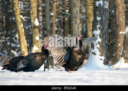Il tacchino selvatico uccelli nella neve sul paesaggio invernale Foto Stock
