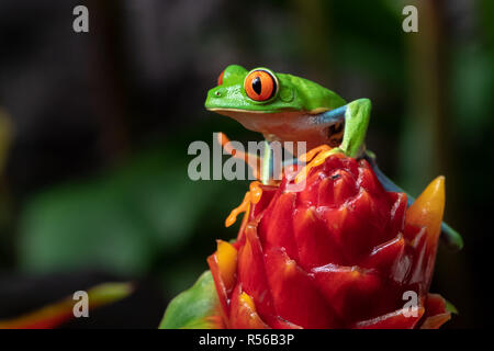 Red-eyed Raganella in Costa Rica Foto Stock