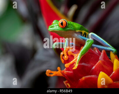 Red-eyed Raganella in Costa Rica Foto Stock