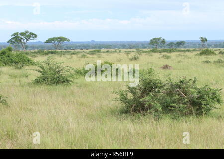 Landschaft Sawanne Ishasha im Nationalpark Uganda Ostafrika Foto Stock