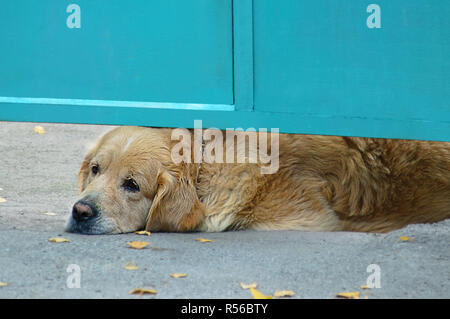 Cane di razza retriever. Esso si trova sotto le porte di metallo. Foto Stock