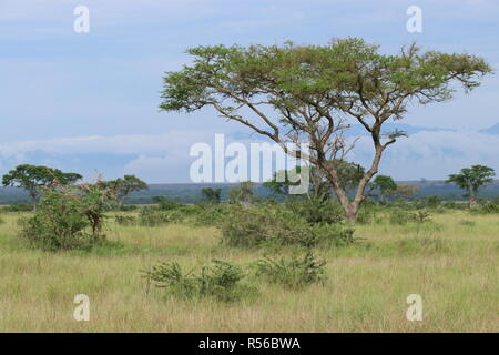 Landschaft Sawanne Ishasha im Nationalpark Uganda Ostafrika Foto Stock