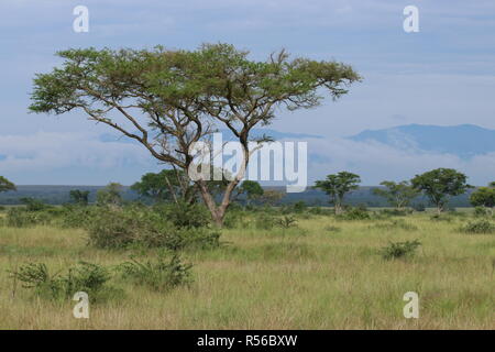 Landschaft Sawanne Ishasha im Nationalpark Uganda Ostafrika Foto Stock