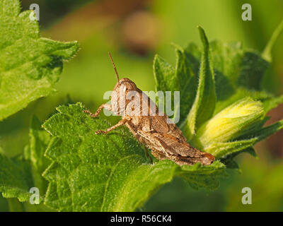 Flightless femmina macchia comune Grasshopper (Pezotettix giornae) con ali non sviluppate (Brachyptery) sul fogliame della macchia di Prato in Toscana, Italia Foto Stock
