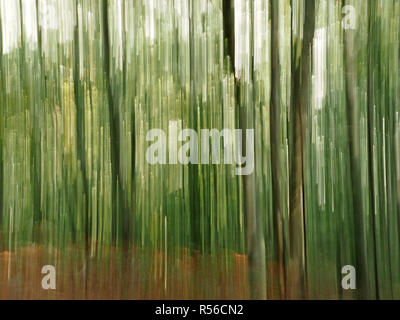 Rendering impressionista di bosco in Toscana, Italia utilizzando la coppa verticale durante il periodo di esposizione Foto Stock