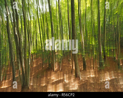 Rendering impressionista di bosco in Toscana, Italia utilizzando la coppa verticale durante il periodo di esposizione Foto Stock