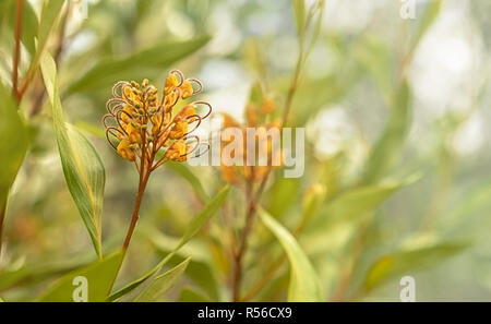 Australian flora Grevillea marmellata di arance Foto Stock