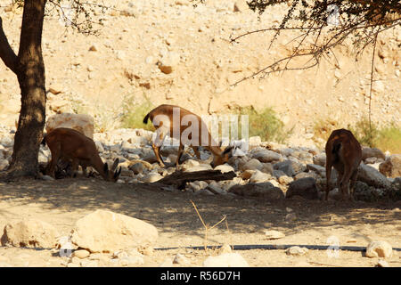 Ibex Nubiano in Ein Gedi (Nahal Arugot) presso il Mar Morto, Israele Foto Stock