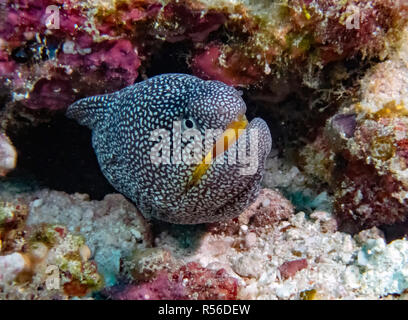 Yellowmouth Moray (Gymnothorax nudivomer) nell'Oceano Indiano Foto Stock