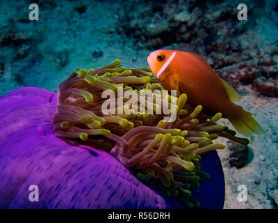 Le Maldive Anemonefish (Amphiprion nigripes) si trova spesso in splendidamente gli anemoni colorati tra i coralli Foto Stock