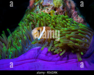 Le Maldive Anemonefish (Amphiprion nigripes) si trova spesso in splendidamente gli anemoni colorati tra i coralli Foto Stock