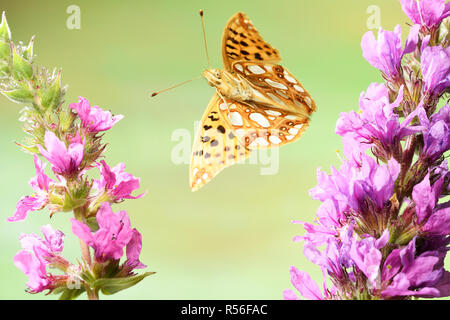 La regina di Spagna fritillary (Issoria lathonia), in volo, sulle azioni ordinarie Purple loosestrife (Lythrum salicaria), Germania Foto Stock