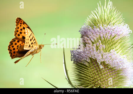 La regina di Spagna fritillary (Issoria lathonia), in volo, sul selvaggio (teasel Dipsacus fullonum), Germania Foto Stock