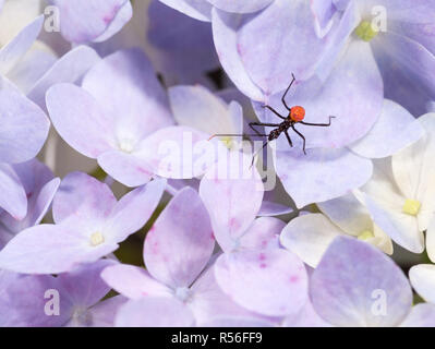 Di recente ninfa tratteggiata della ruota bug (Arilus cristatus) su hydrangea fiori (Hydrangea sp.) nel giardino in Virginia. A tutte le età, ruota i bug sono predatori Foto Stock