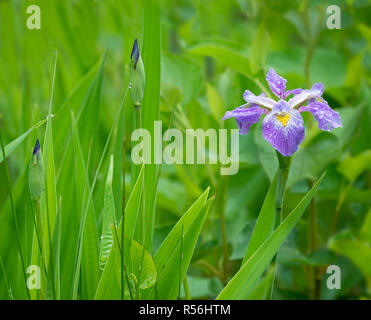 Bandiera blu (iris Iris virginica) sul bordo della vasca dopo la pioggia in Virginia centrale Foto Stock