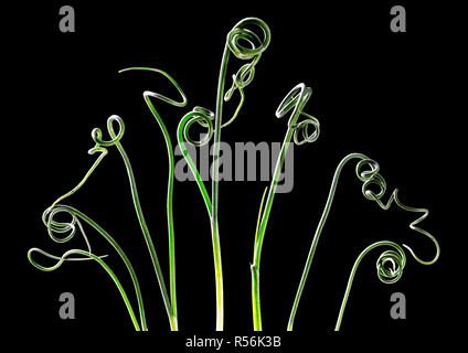 Foglie arricciate di cipolle selvatiche (Allium canadense). Impianto è considerato un erbaccia da molti garneners. Foto Stock