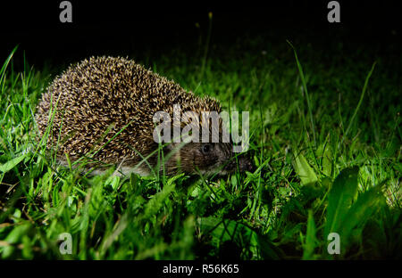 Bianco del nord-breasted riccio (Erinaceus roumanicus) durante le ore notturne nel villaggio di Bialowieza, Polonia. Luglio, 2017. Foto Stock